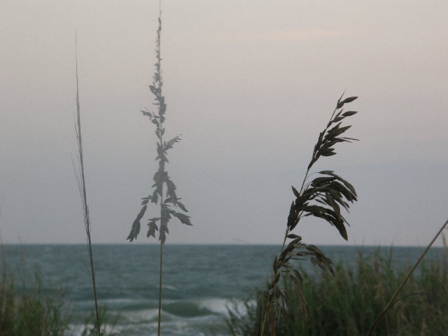 Sea Oats at Ocean Drive Beach